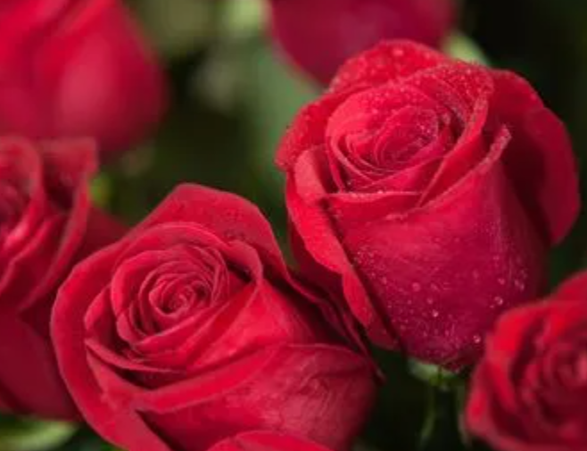 玫瑰花的含义是什么