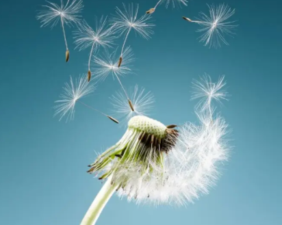 植物传播种子的方式有哪些