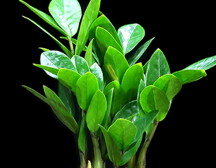 金钱树的养殖方法是什么