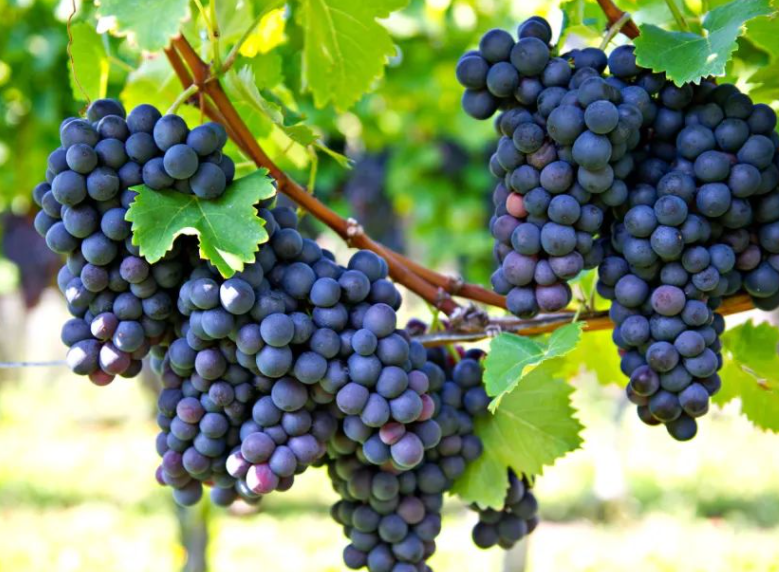 葡萄的产地在哪里