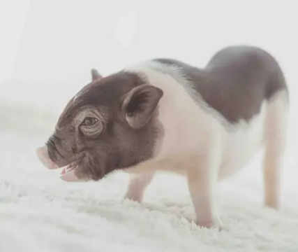 小香猪怎么养殖