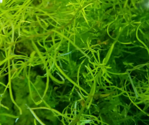 长得最快的植物是是什么呢