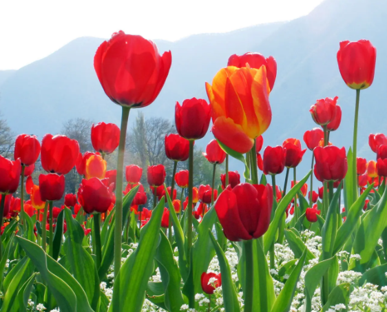 郁金香是哪里的***