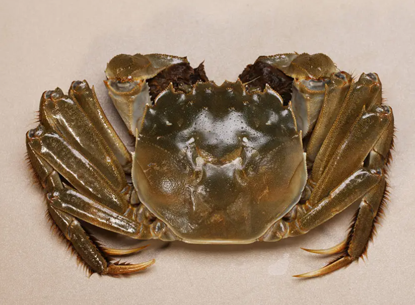 青岛螃蟹多少钱一斤