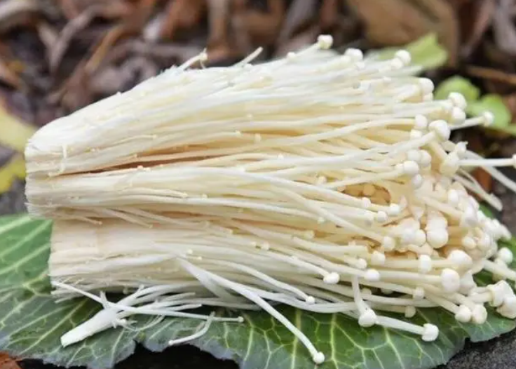 金针菇栽培技术如何