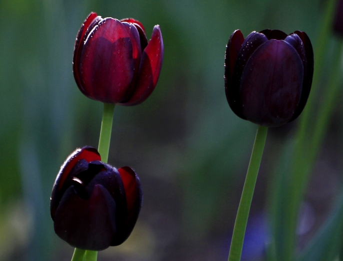 有黑色的郁金香吗