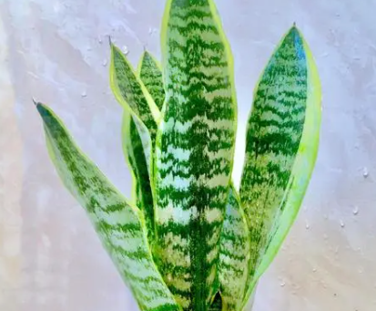 培虎皮兰怎么养