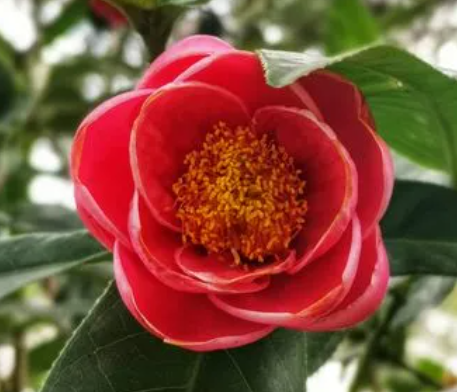 茶花的养殖方法和注意事项是什么
