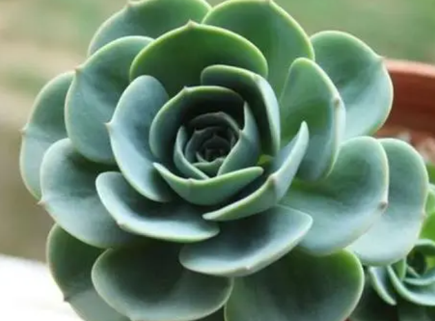 铁花盆适合种什么花