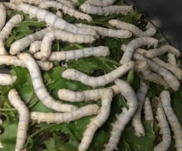 蚕宝宝的生长过程怎么样