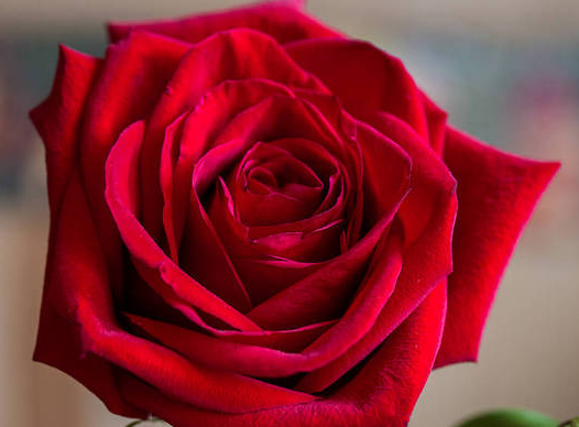 玫瑰花送几朵代表什么