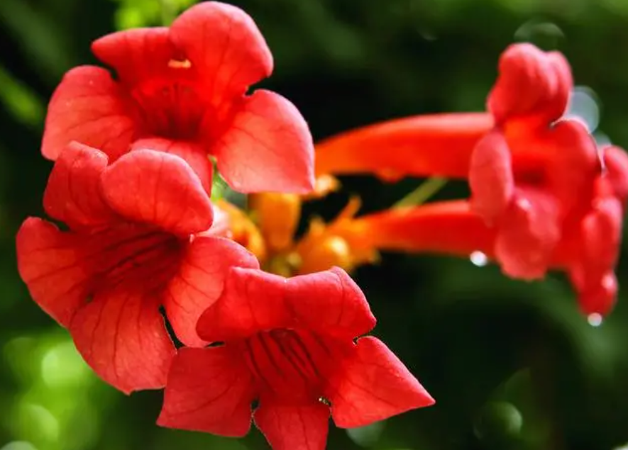 凌霄花的花语是什么