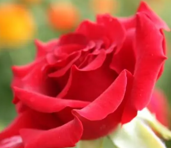 玫瑰花的花语是什么