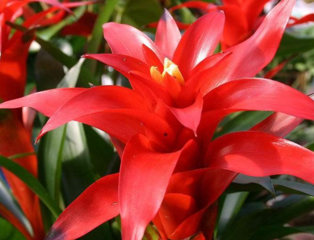 鸿运当头的养殖方法和注意事项是什么