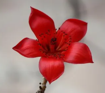 木棉花的花语是什么呢