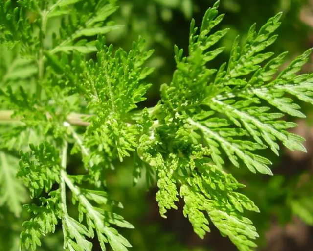 青蒿素是什么植物提取的