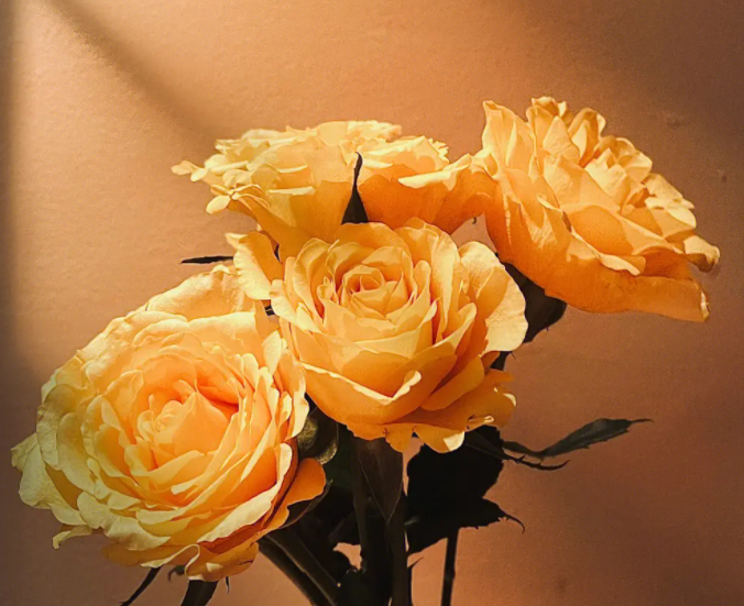 黄玫瑰的花语是什么呢