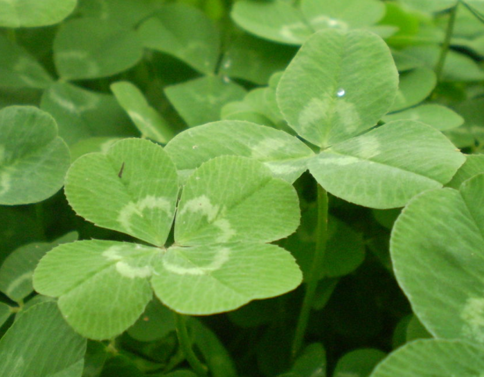 四叶草的花语是什么呢