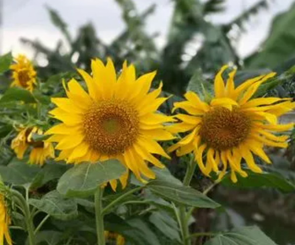 向日葵几点开花