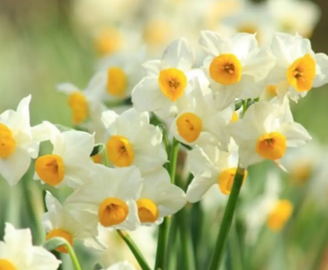 水仙花的花语是什么呢