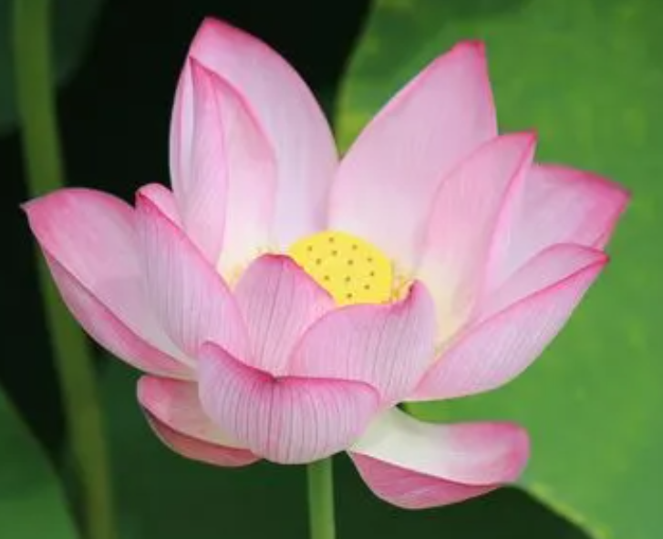 莲花什么时候开