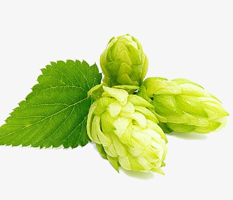 啤酒花是什么