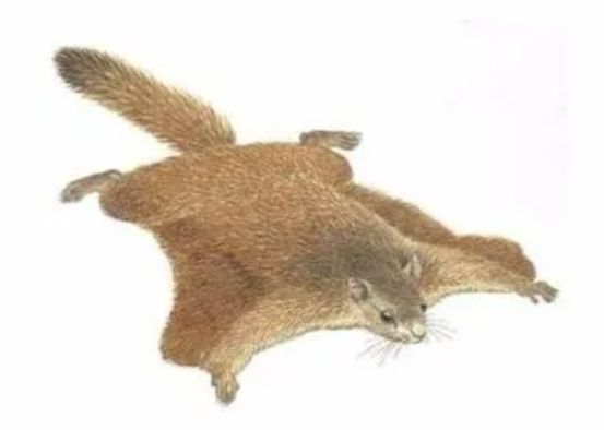 寒号鸟是什么动物