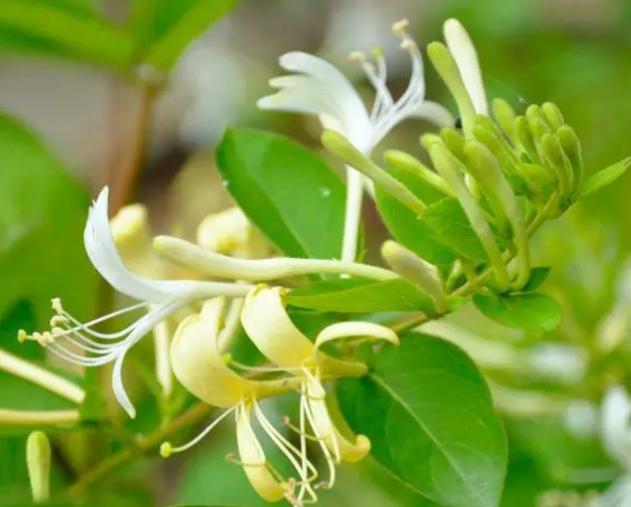 金银花种植技术与栽培管理如何