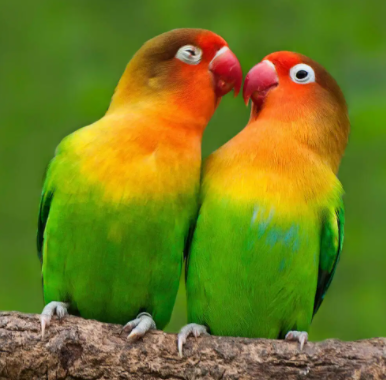 牡丹鹦鹉寿命长吗