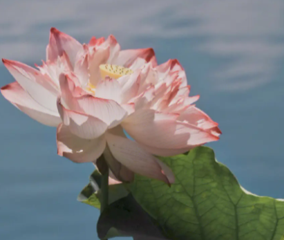 荷花一般什么时候开