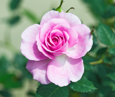 月季花怎么扦插