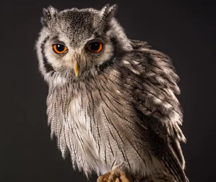 猫头鹰的特点是什么