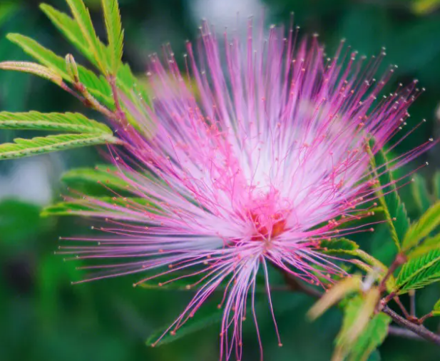 合欢花什么时候开