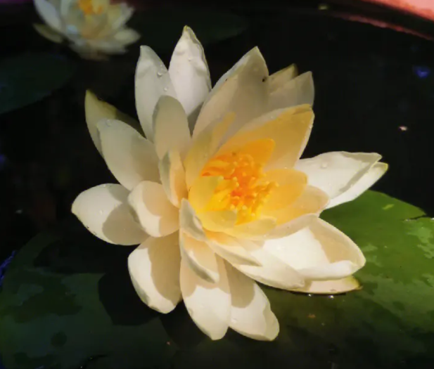 荷花的象征是什么