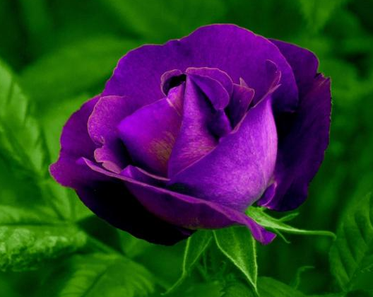 紫玫瑰的花语是什么呢