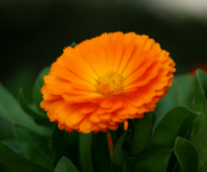 十一月开什么花