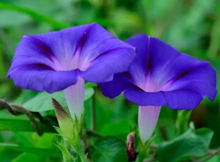 喇叭花的特点是什么