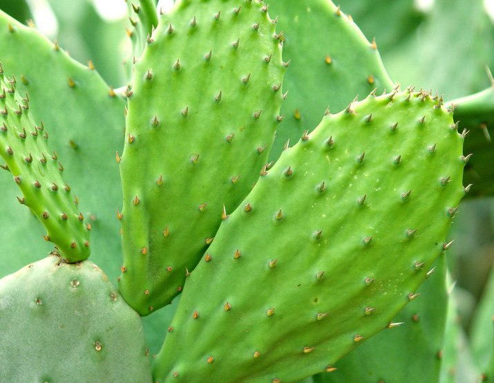 防辐射的植物有哪些