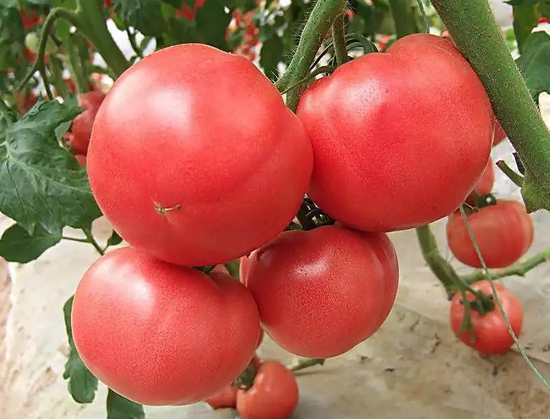 番茄种植技术是什么