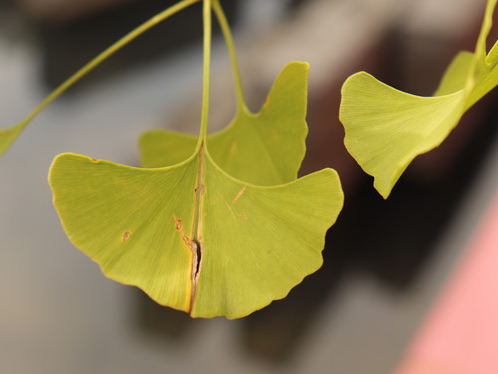 银杏树叶像什么东西