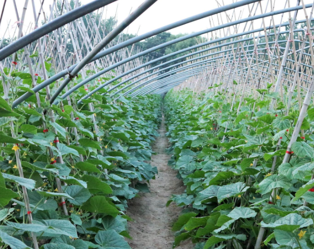 农业种植致富项目有哪些