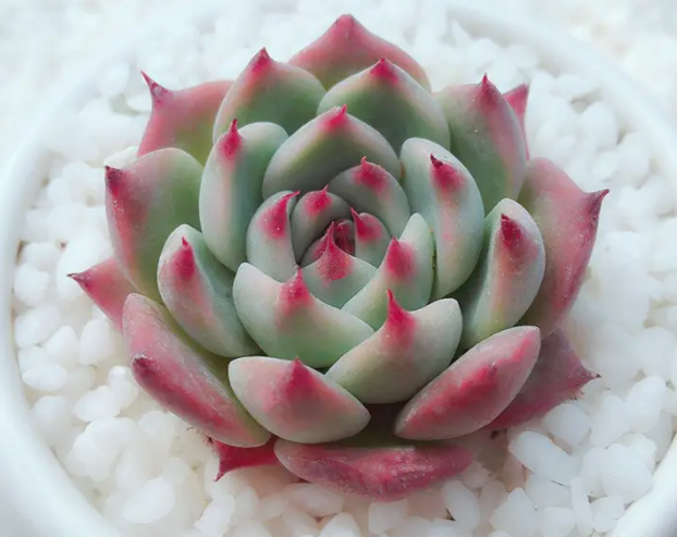 蚯蚓土适合种什么花