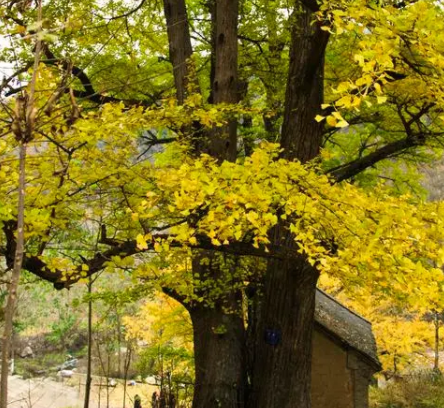 传播种子的方法有哪些