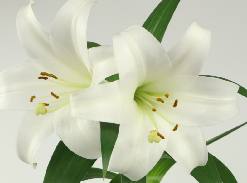 百合花的象征意义是什么呢