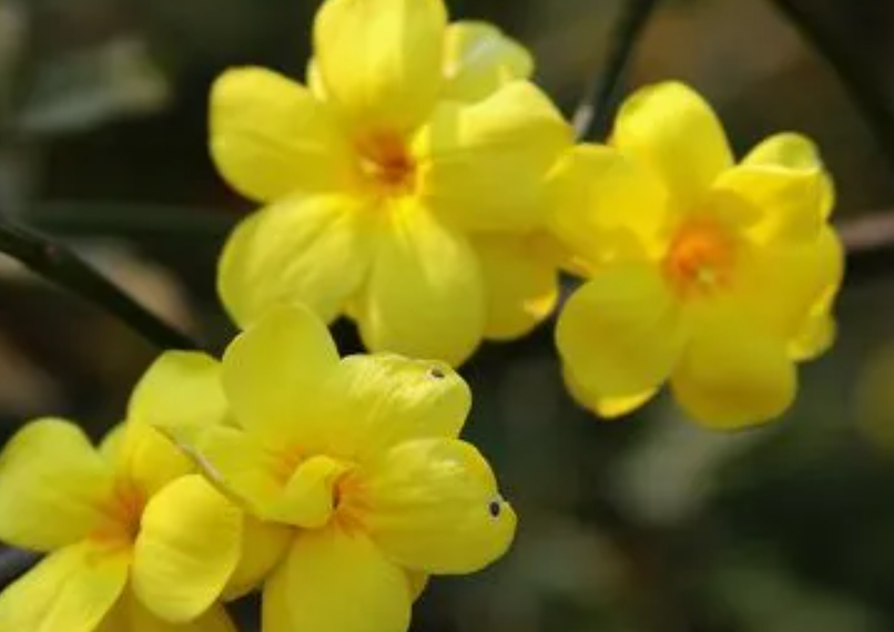 迎春花的资料有哪些