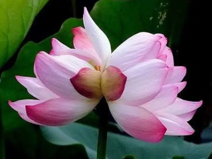 并蒂莲的花语是什么呢