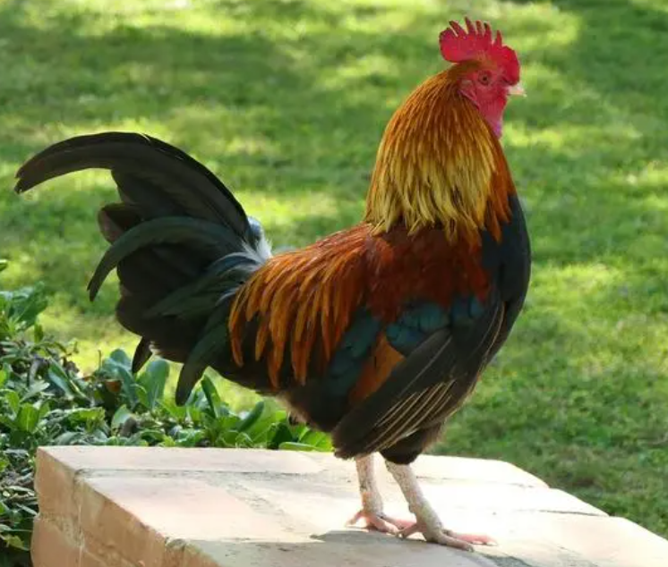 怎样让公鸡不打鸣