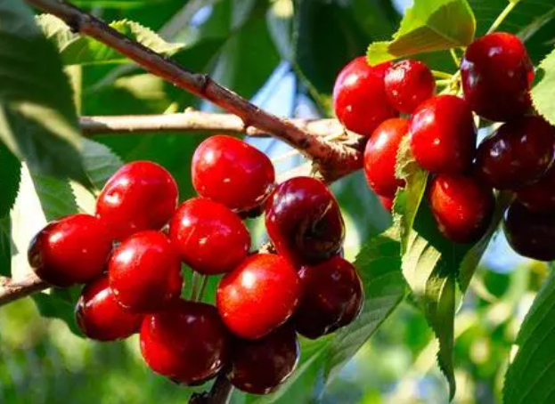 樱桃树怎么修剪