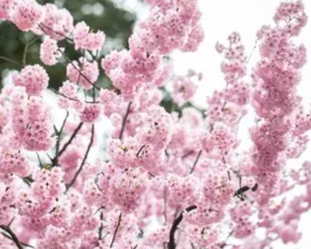 樱花的传说是什么