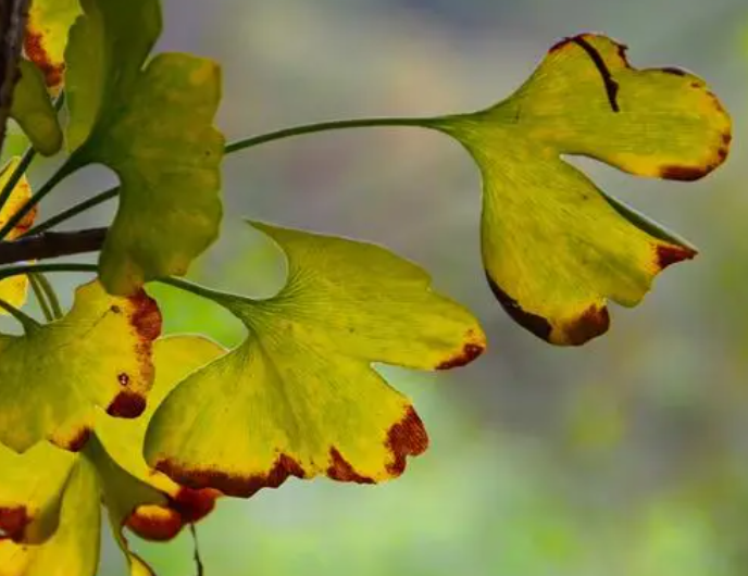 银杏树叶像什么?